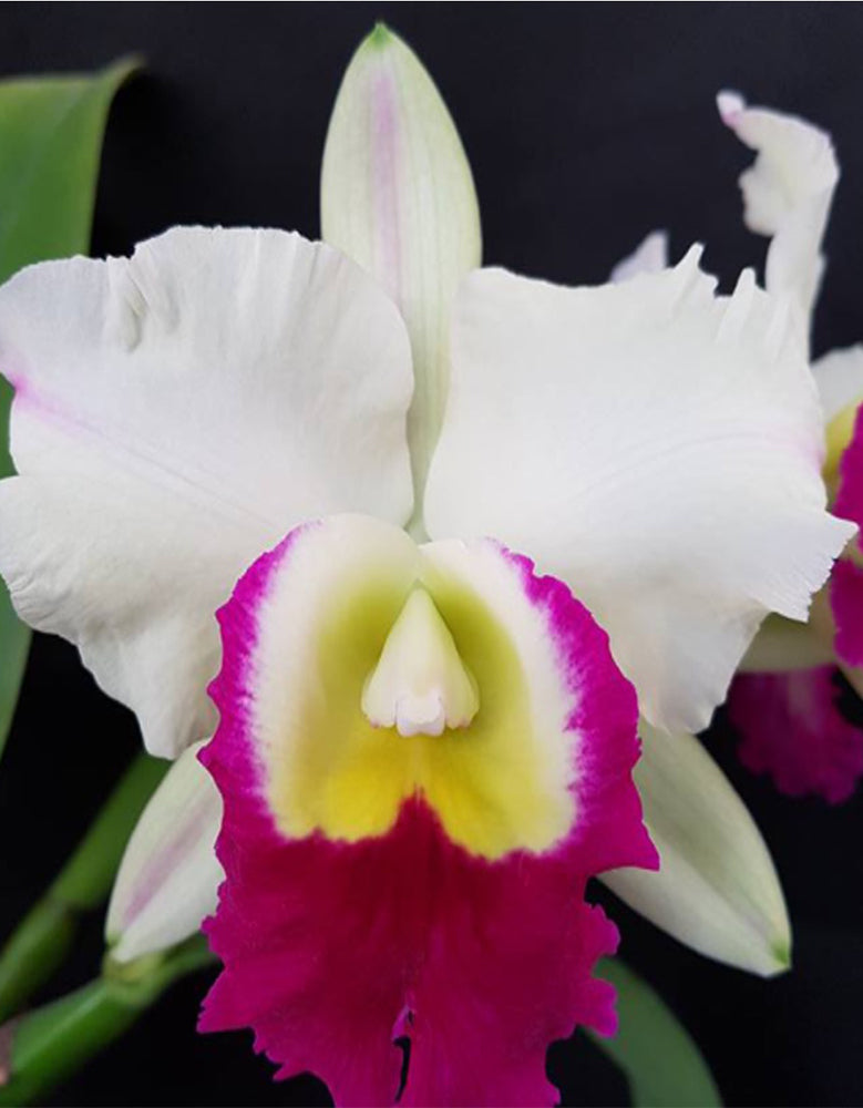 Rhyncholaeliocattleya Mem. Anna Balmores