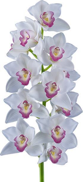 Cymbidium White Madam