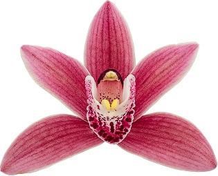 Cymbidium Alison Shaw 'Christmas Rose'
