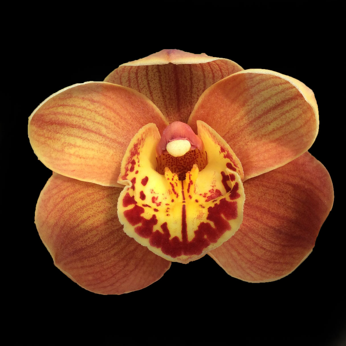Cymbidium Foxfire Amber 'Dural'