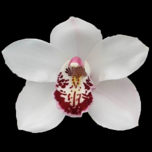 Cymbidium Joan's Era 'Liz'