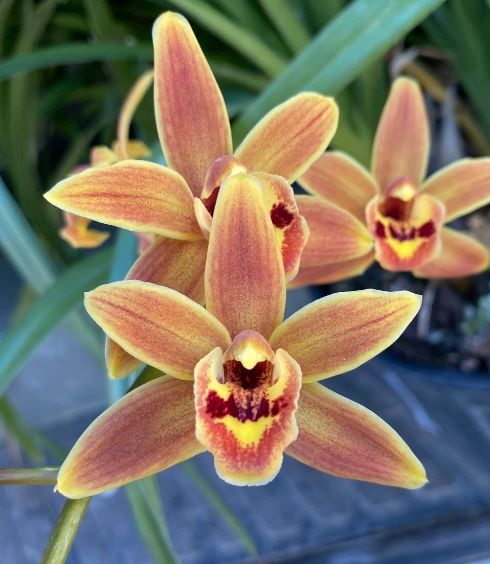 Cymbidium Koala 'Cutie' HCC/OSCOV