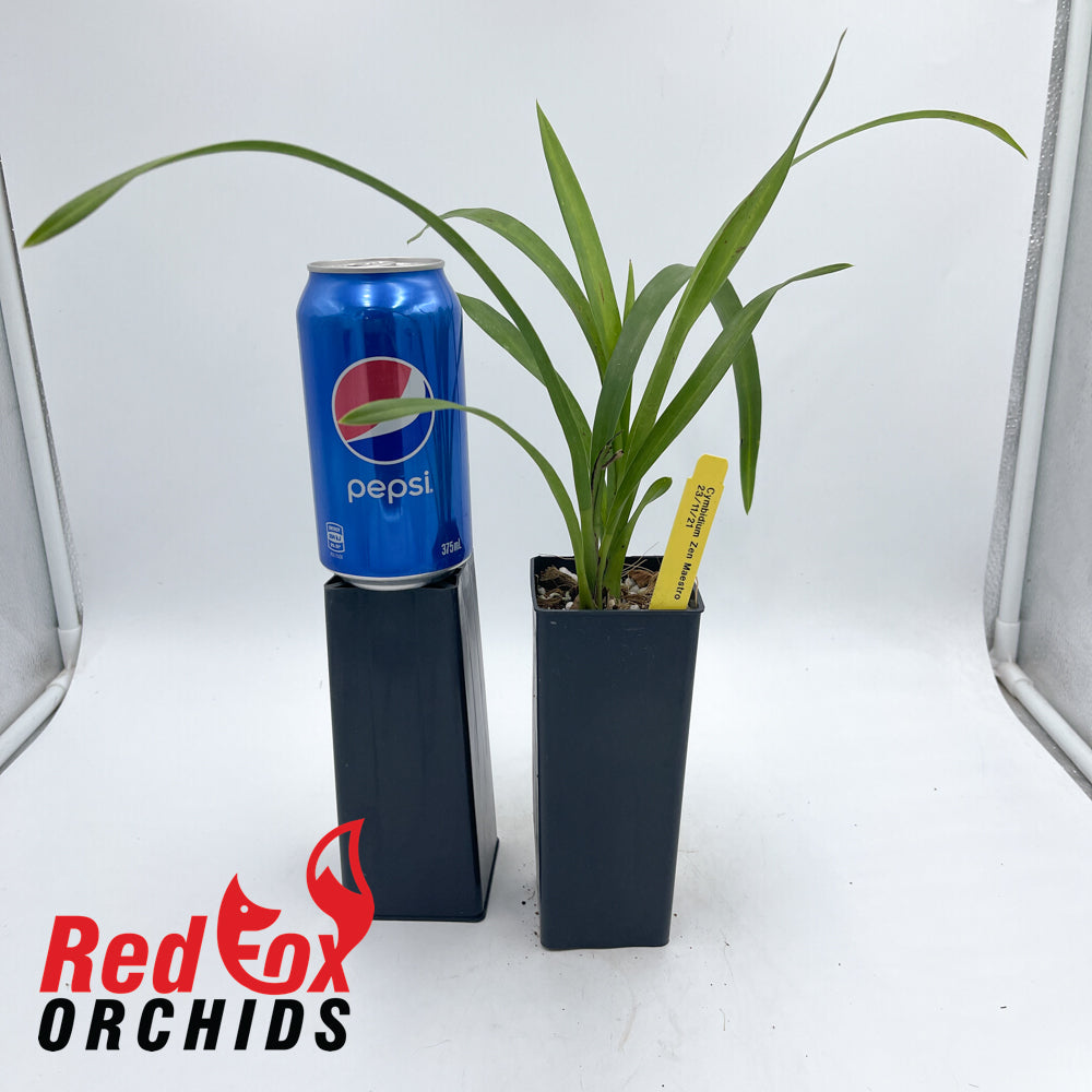 Cymbidium Zen Maestro