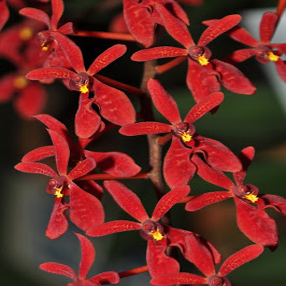 Renanthera (Azimah x Bangkok Flame)