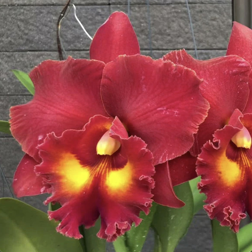 Rhyncholaeliocattleya Siam Red