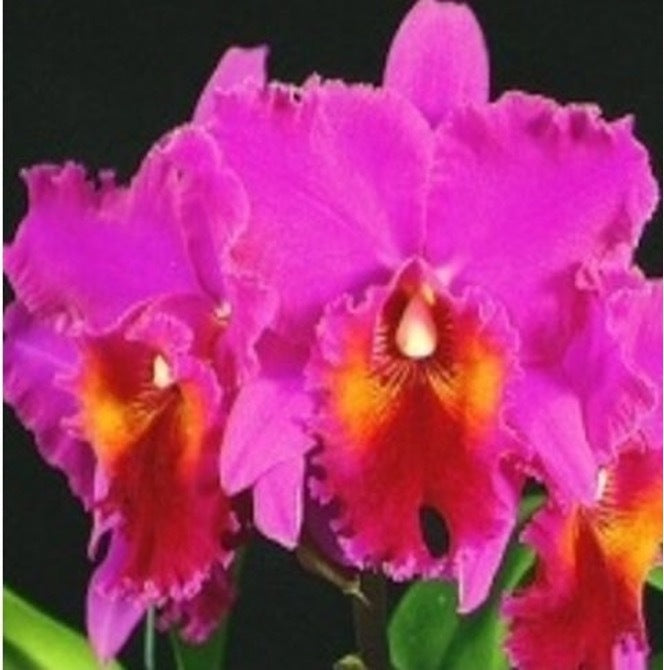 Rhyncholaeliocattleya Raye Holmes 'Newberry'