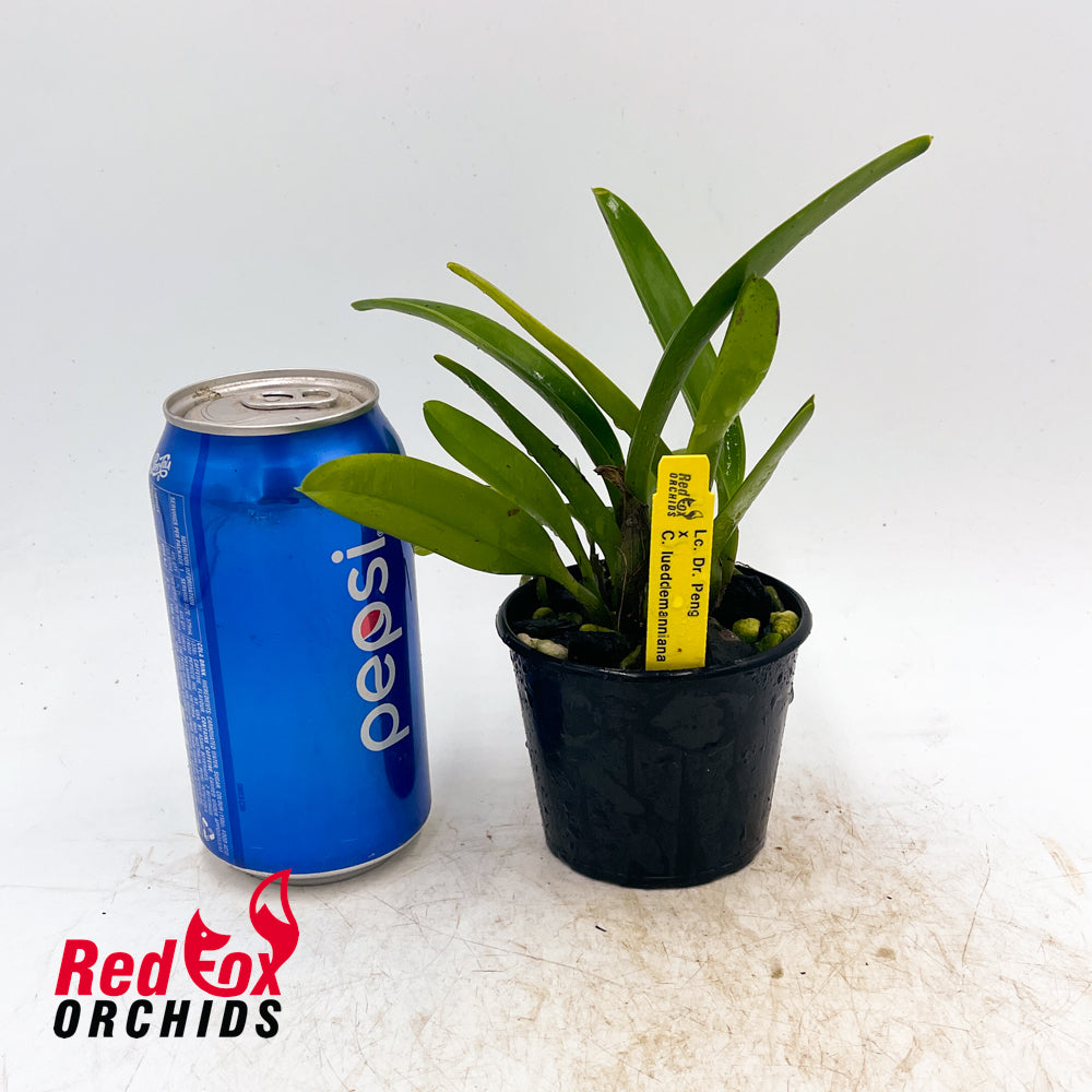 Laeliocattleya Dr. Peng x C. lueddemanniana