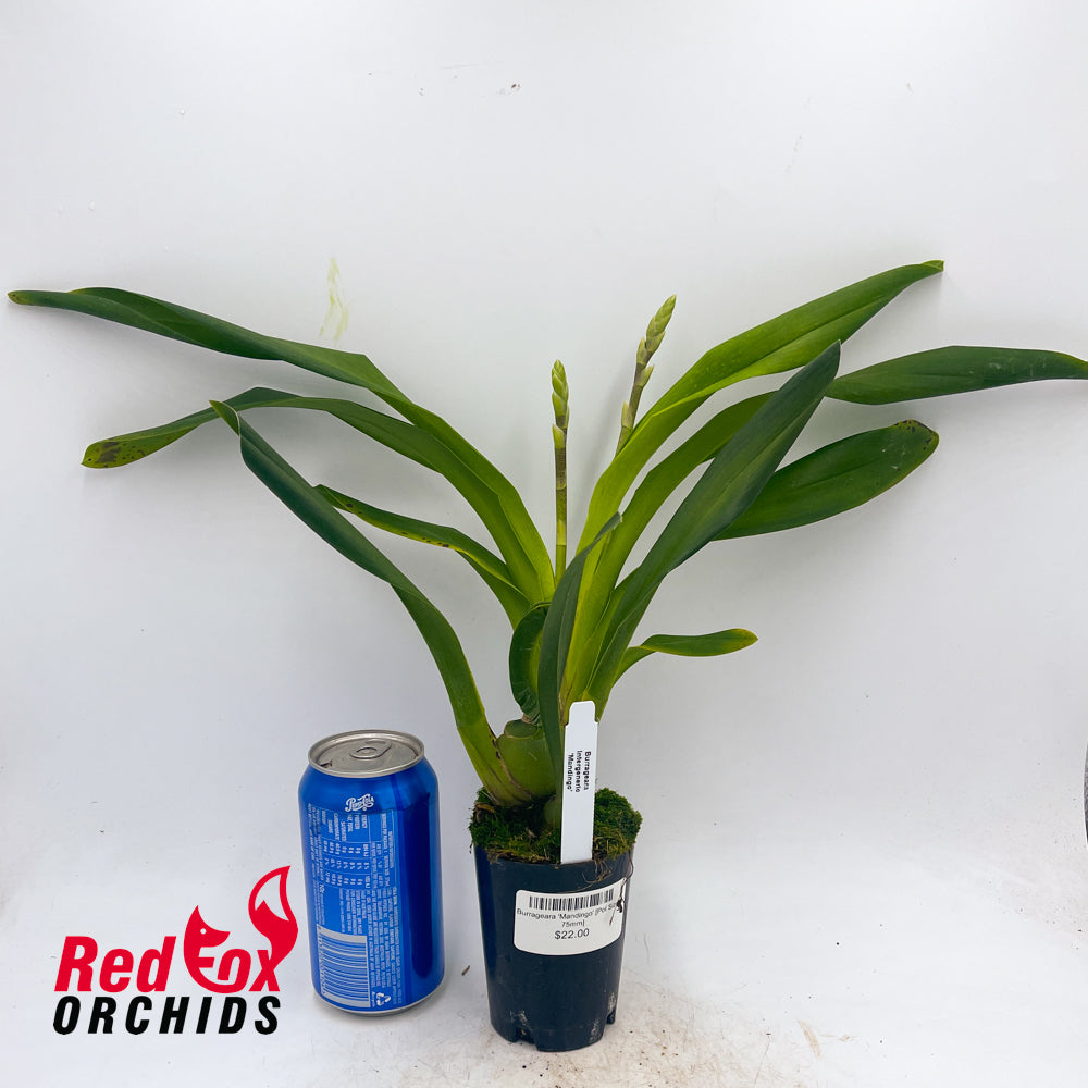Burrageara 'Mandingo'