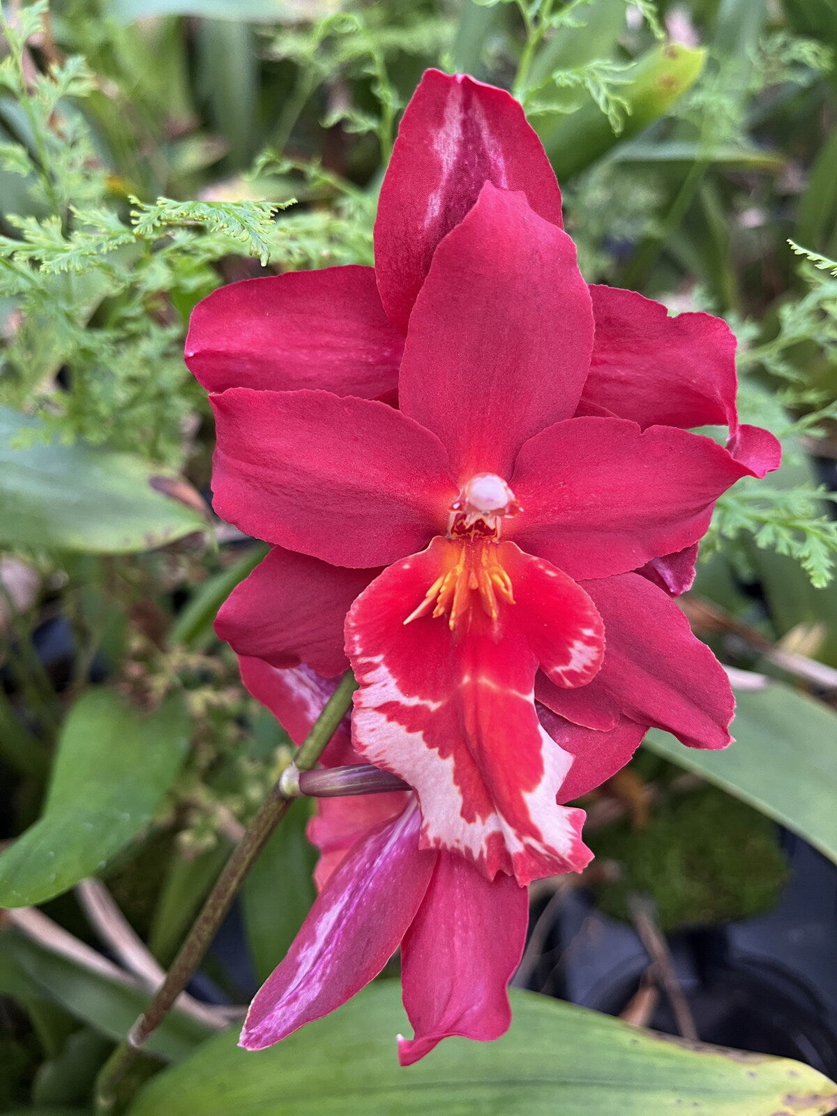 Vuylstekeara Senorita Roja
