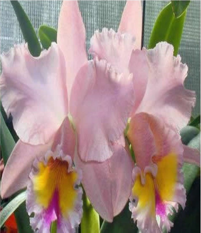 Rhyncholaeliocattleya George King 'Serendipity'
