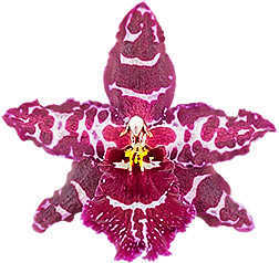 Oncostele Stirbic 'Favourite'