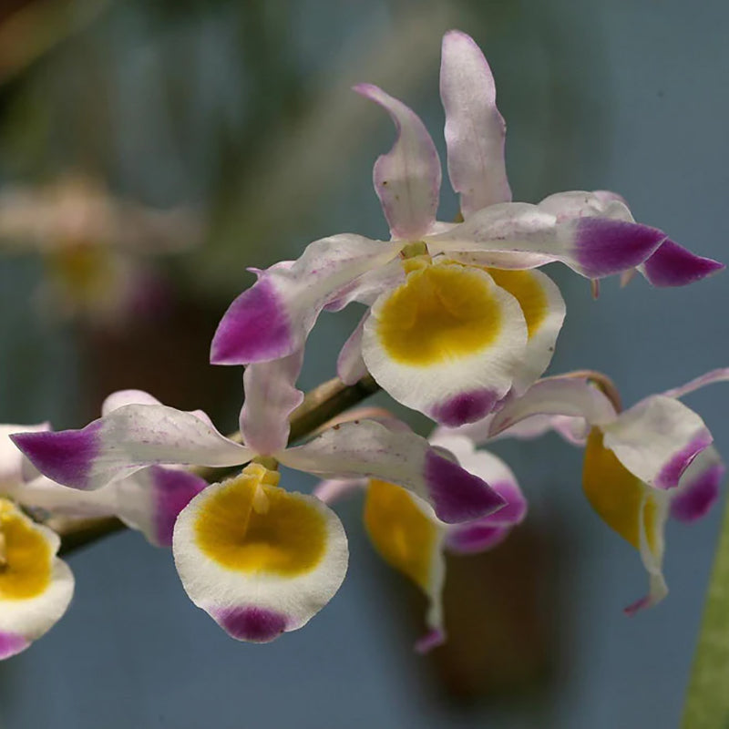 Dendrobium crystallinum
