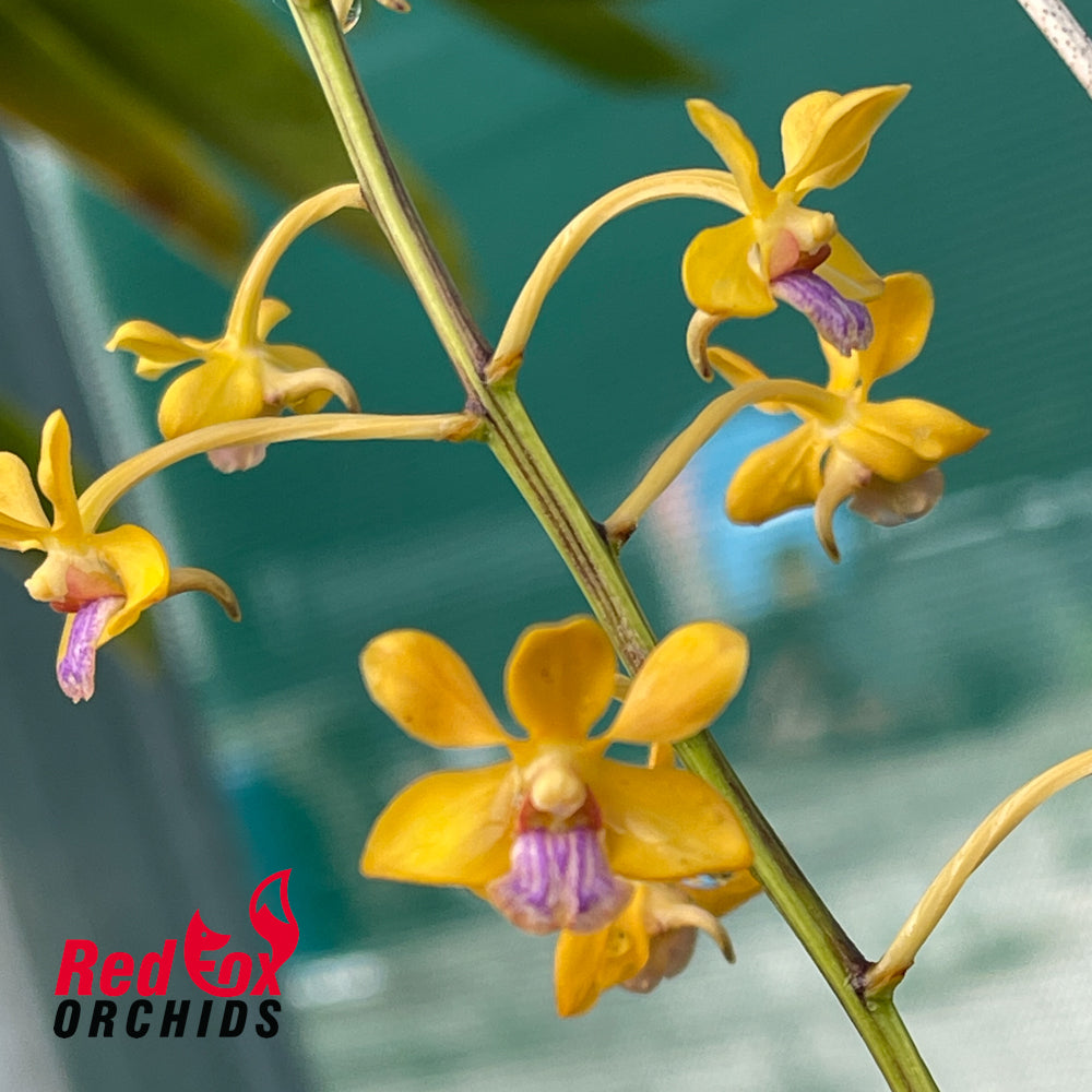 Vanda testacea