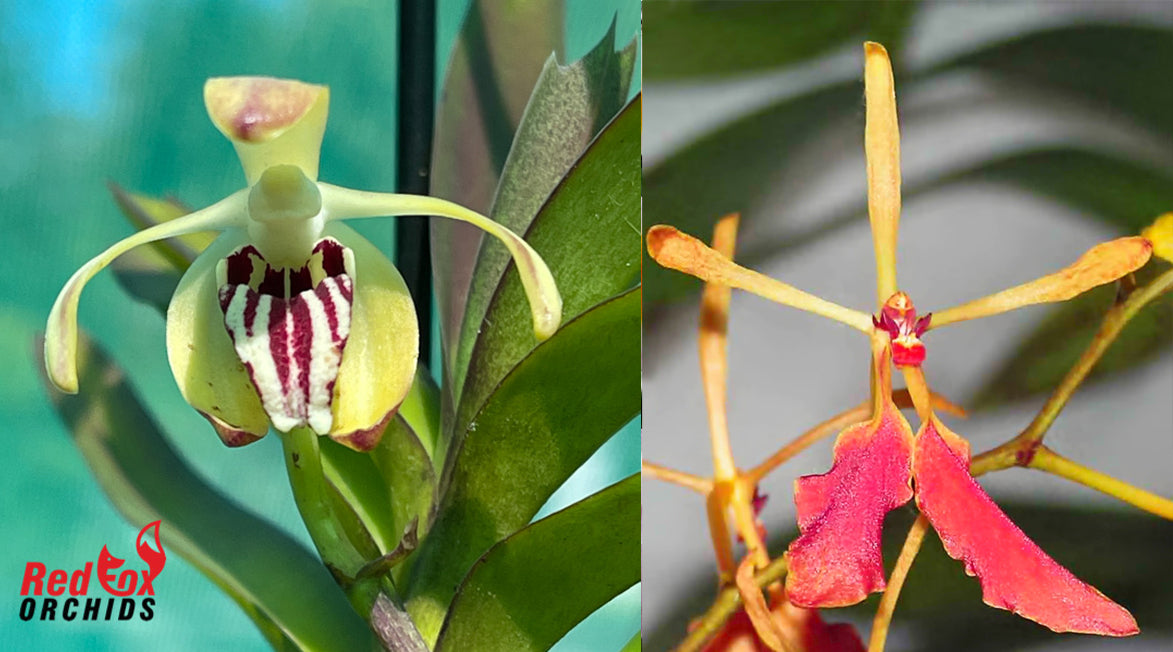 Vanda cristata x Renanthera vietnamense