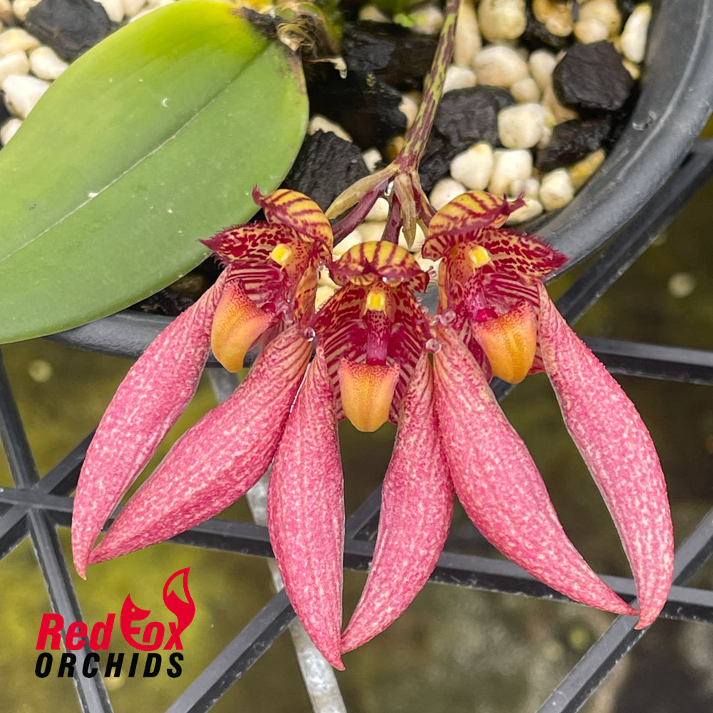 Bulbophyllum sanguineopunctatum x disciflorum