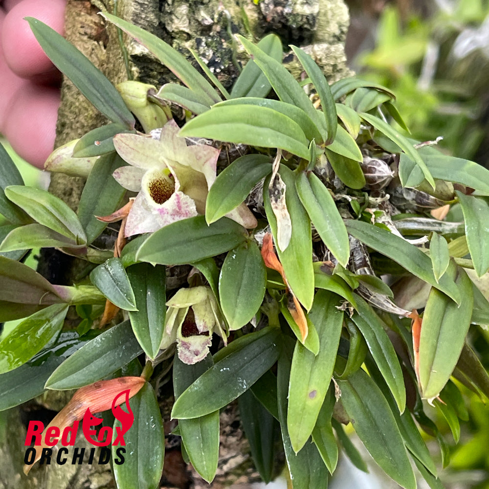 Dendrobium hekouense