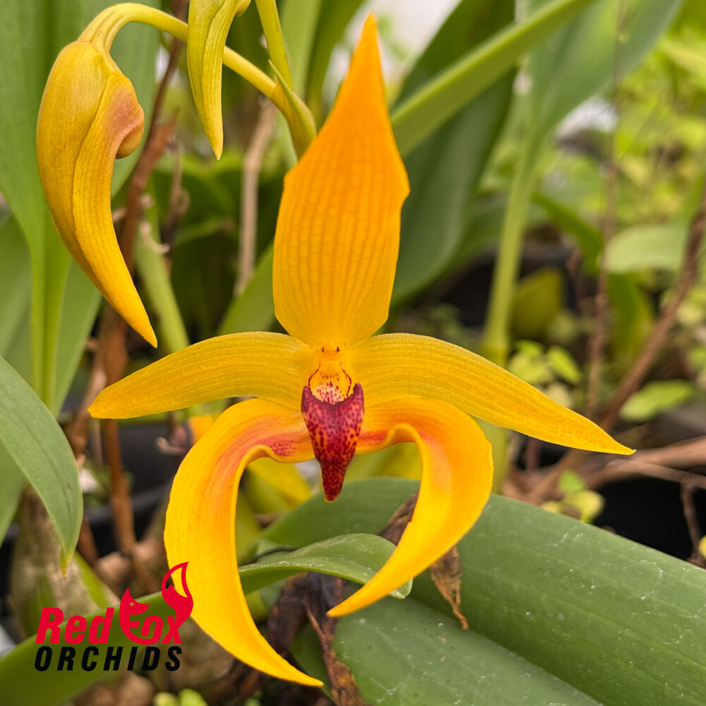 Bulbophyllum Michael Wright