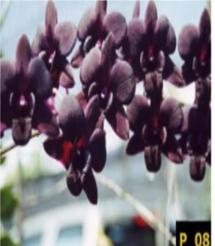 Dendrobium Airy Crimson