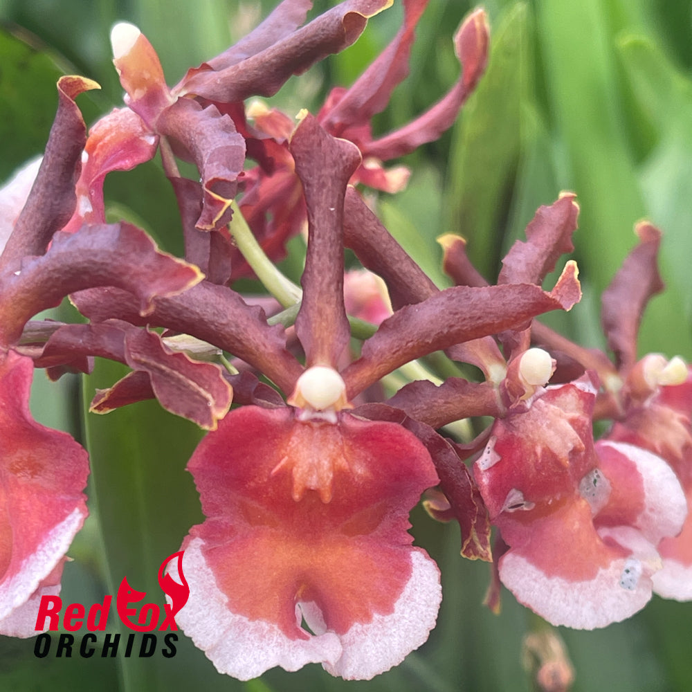 Oncostele Rontante 'Sunrise'