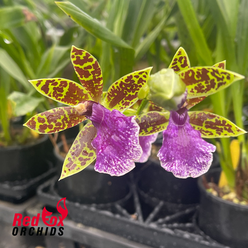Zygopetalum maculatum 'Trozy Blue'