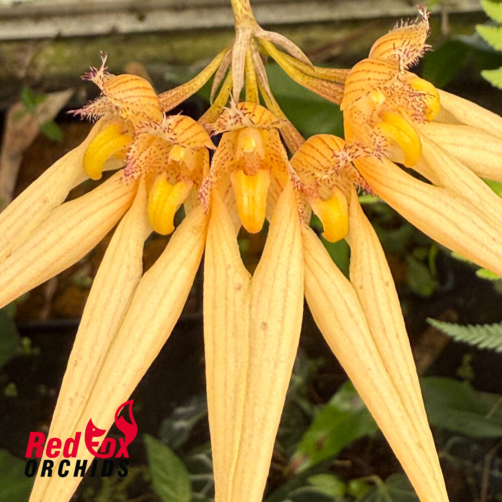 Bulbophyllum Eed
