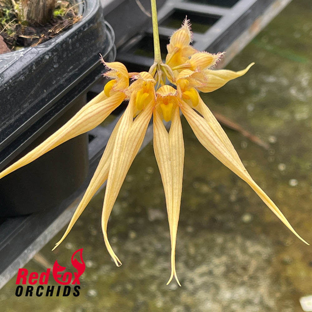 Bulbophyllum Eed