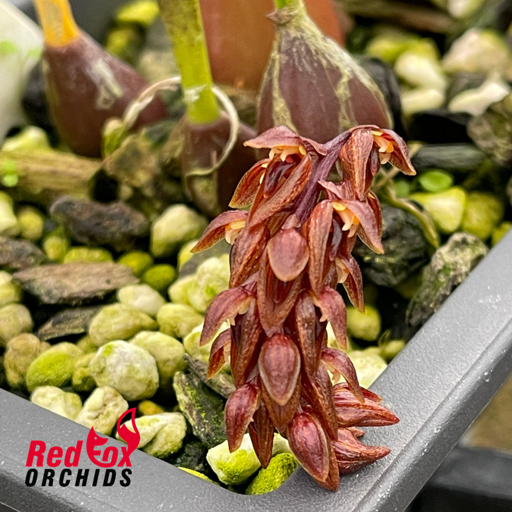 Bulbophyllum careyanum