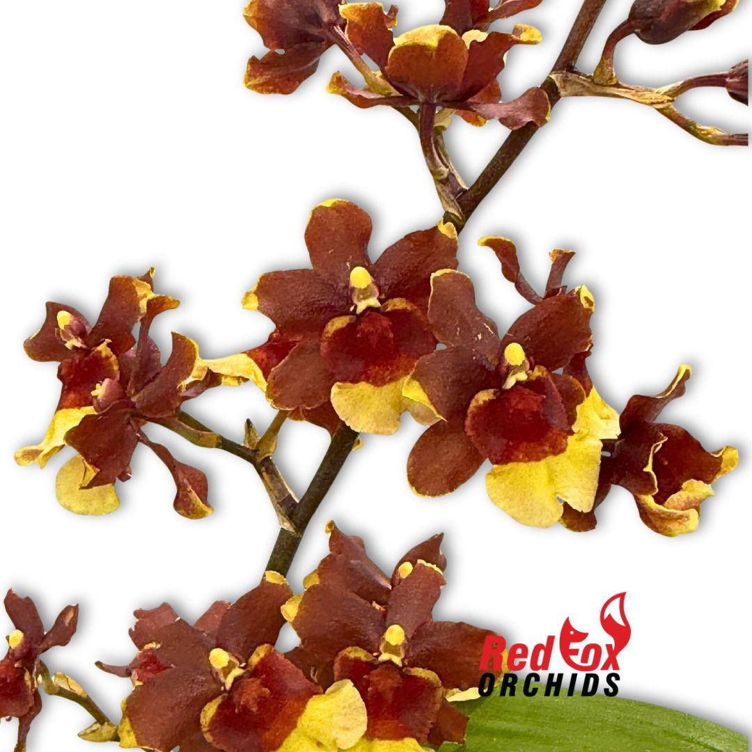 Oncidium Sharry Baby 'Chocolate'