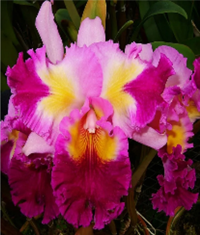 Cattleya Color Guard 'Parade'