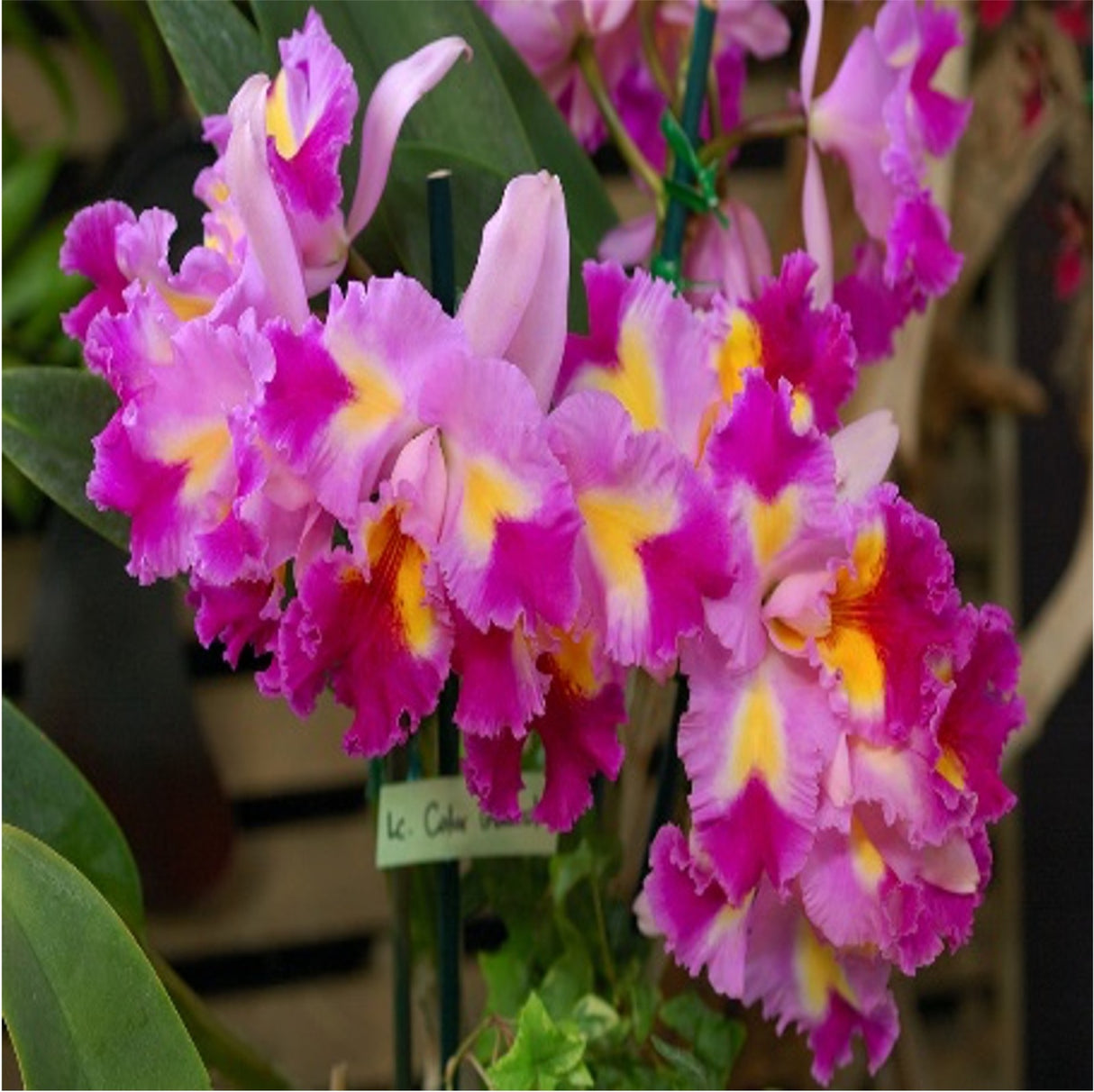 Cattleya Color Guard 'Magic Color'