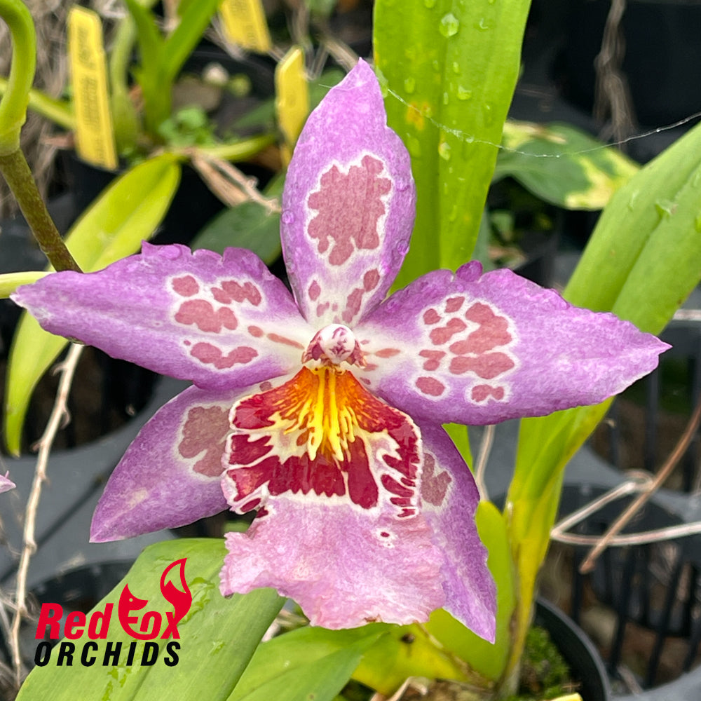 Beallara Hawaiian Nights