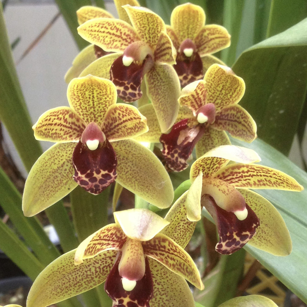 Cymbidium Newbold Craigiburn 'Newbold Houston Street'