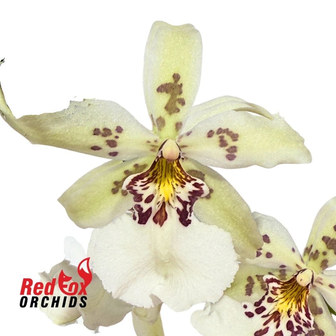 Beallara Tahoma Glacier 'Green'