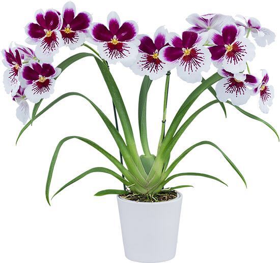 Miltoniopsis 17525