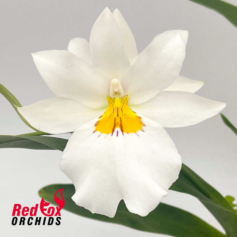 Miltoniopsis Luna Bianca '#5'