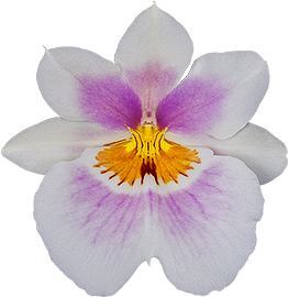 Miltoniopsis Darling Blossom