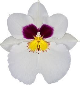Miltoniopsis Herralexandre