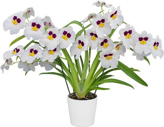 Miltoniopsis Herralexandre