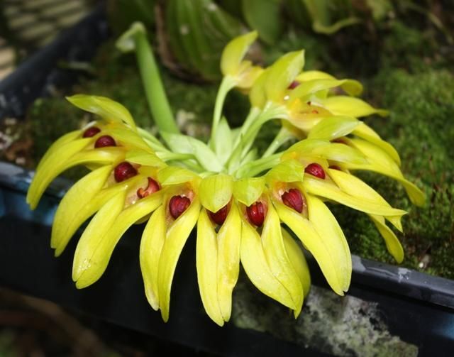 Bulbophyllum graveolens 'Yellow'