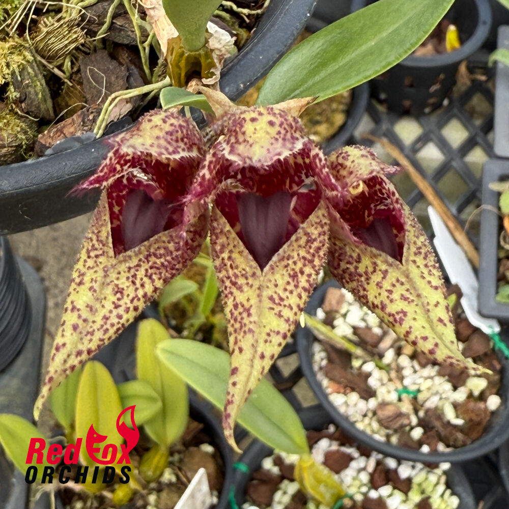 Bulbophyllum Meen Juvenile Hawk