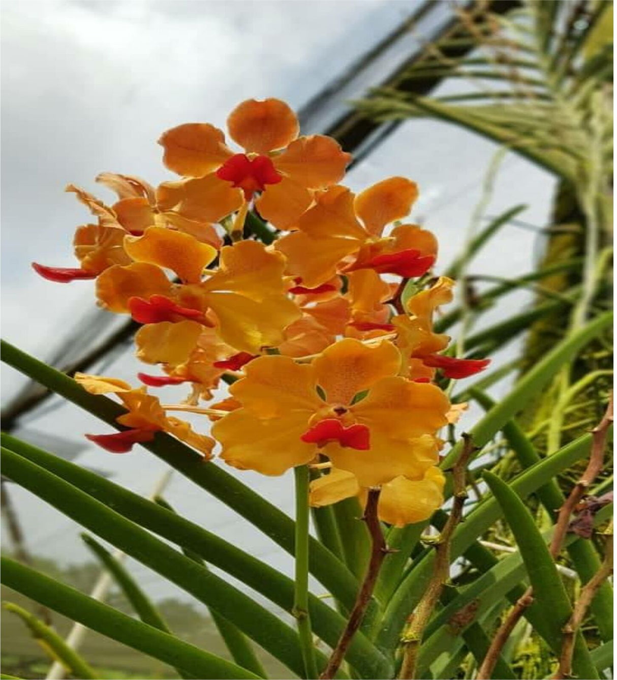 Papilionanda Jokenny