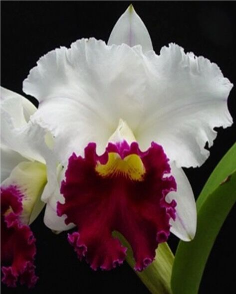 Cattleya Chyong Guu Swan