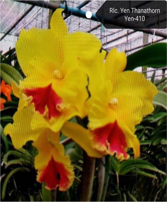 Rhyncholaeliocattleya Yen Thanathorn
