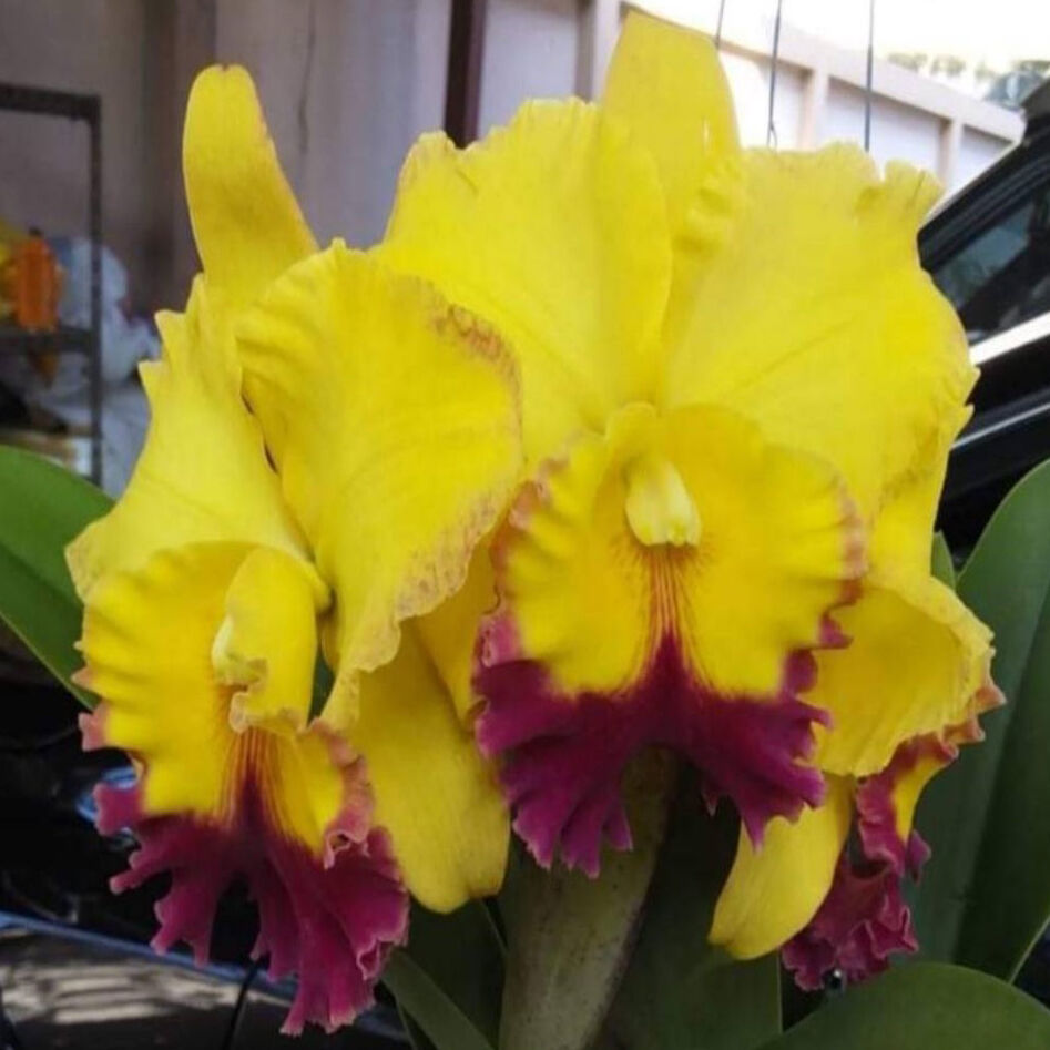 Rhyncholaeliocattleya Thongsuk Gold '# 1'