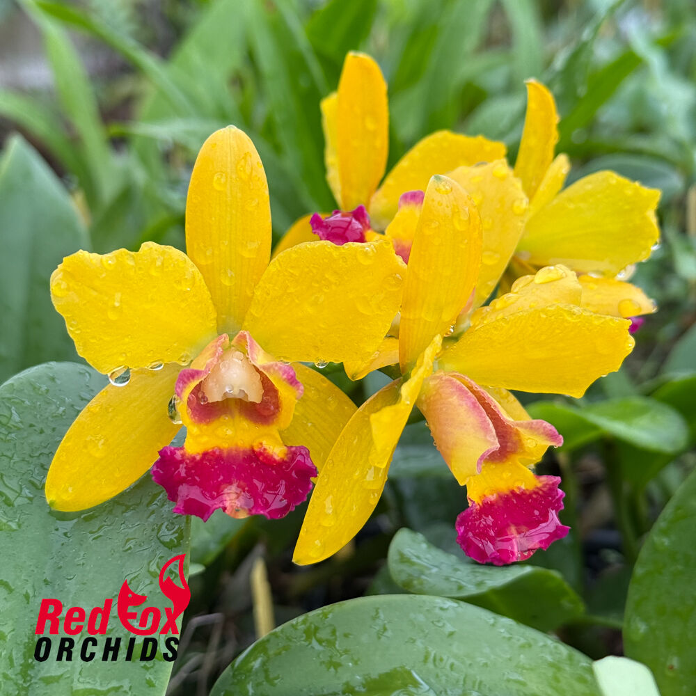 Laeliocattleya Jiera Doll x Varut Startrack