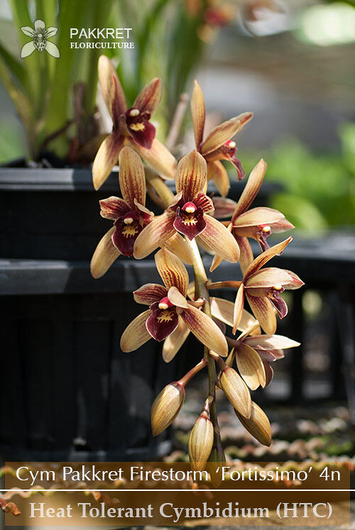 Cymbidium Pakkret Firestorm 'Fortissimo' 4n