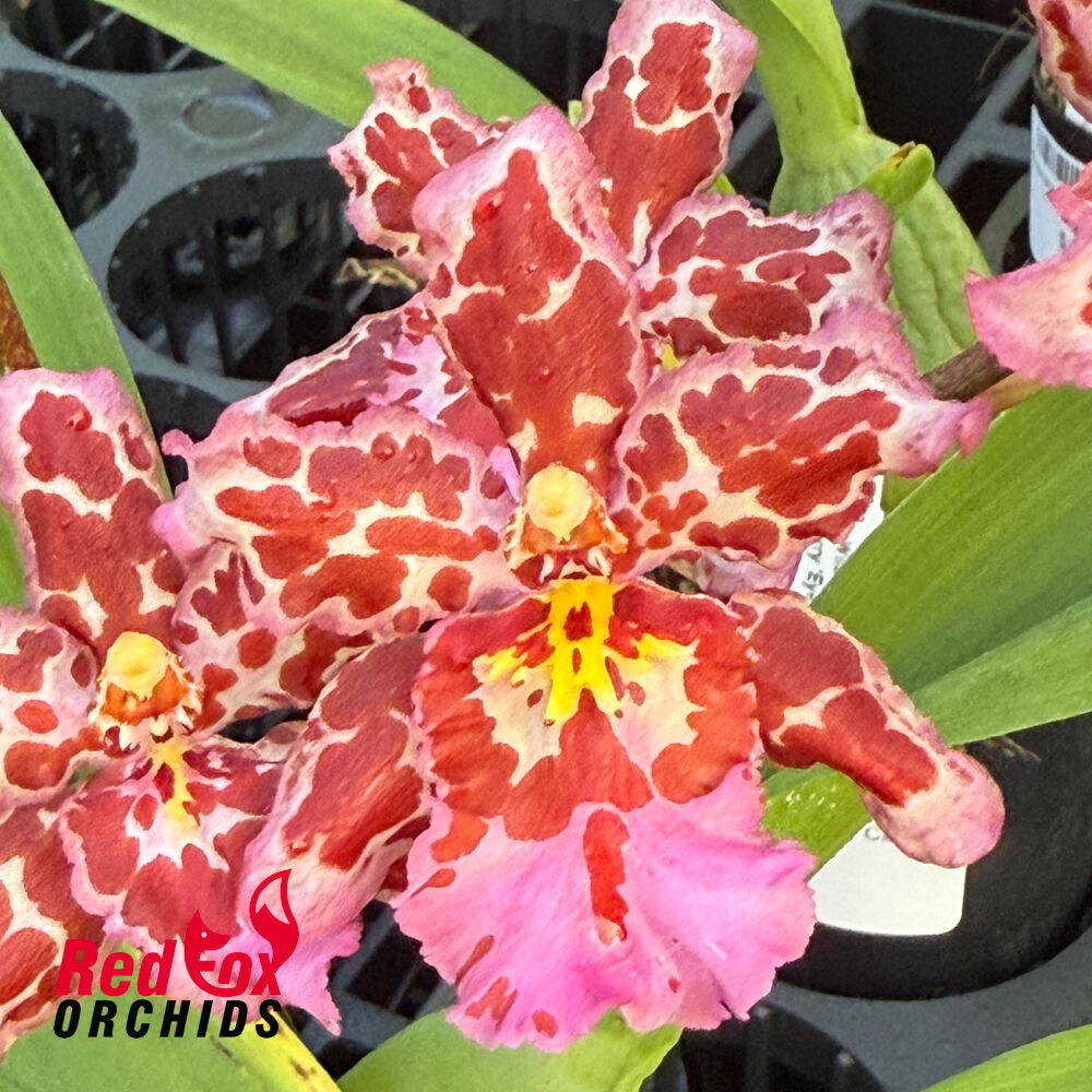 Wilsonara Pearberry 'Eye Candy'