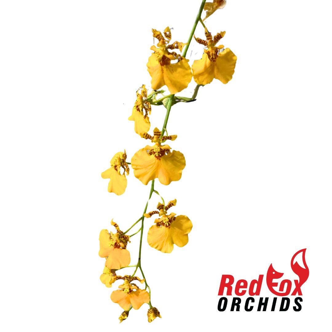 Oncidium Gower Ramsey 'Sunkist'