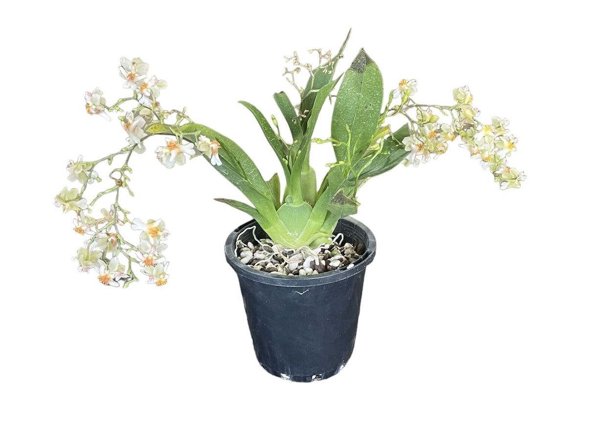 Oncidium Twinkle Chian-Tzy 'Miss Muffet'