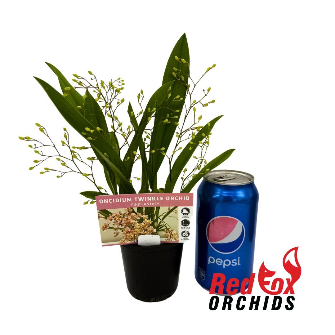 Oncidium Twinkle Chian-Tzy 'Pink Fantasy'